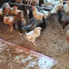 دجاج للبيع الصحه تمام يا