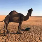 فحول ابل العدد اثنين اللون صفر