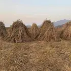 قصب بلدي للبيع الموقع محايل عسير