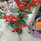 أشجار زينه بيع بي الجمله وتجزه