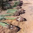 خلاص عجوه صقعي برحي حلوه مكتومي برني صفاوى غر شيش