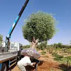 زيتون معمر بكل المقاسات للبيع لتواصل
