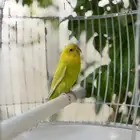 طيور الحب باجي