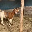 جفره ثنيه