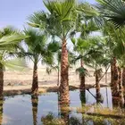 نخل واشنطني زينه امريكي جميع المقاسات