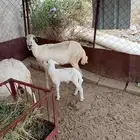 ضان للبيع