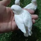 روز فروخ روز البينو غر تم البيع