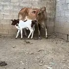 بقره منتوجه فاخر