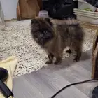 pomeranian puppy male  brindle