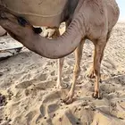 قعدان على الحليب