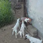 دواغير للبيع ذكور 4