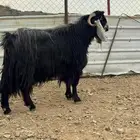 تيس عارضي فحل للبيع