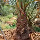 نخل مثمر للبيع خلاص صقعي هلالي برحي سكري مجدول شيشي