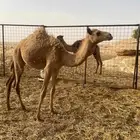 بكره حمره حرة عمره ثمان اشهور على السوم