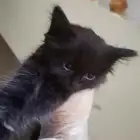 قطه شيرازيه للتبني