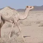 بكره مفروده طيبه