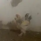 دجاجه وديك براهماء