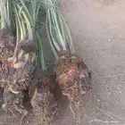 يوجد فروخ سكري طيبه جدا  ونظيفه وحاجه مضمونه