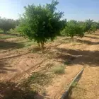 يوجد الدينا للبيع شجار اليمون الزهيري وبرتقال ابوصره ويوسف ا