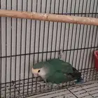 للتبني