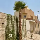 نخل الرياض واشنطني وعربي اصلي