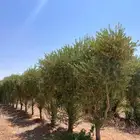يوجد لدينا جميع انواع الأشجار