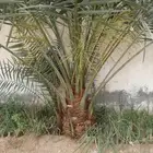 توريد جميع انواع النخل