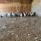 ديوك بلدي العمر من 3 شهور الى 4 شهور محصن وبصحة جيده