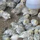 للبيع سمان فري