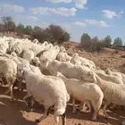 غنم للبيع حريه حرش