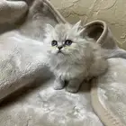 قطط للبيع