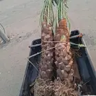 السلام عليكم ورحمه الله عندنا جميع انواع النخيل وجميع المقاس