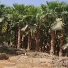 واشنطن زينه نخل للبيع واشنطن زينه نخل المثمر وزينه ملوكي