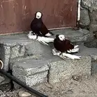 زوج نجفي أو قطاوي منتج اللون لحاله حكايه