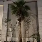 سلام عليكم اليوم عندنا الفسيل المثمره صقعي مجدول روتن برني
