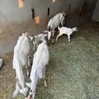 المظيلف معزا ولد للبيع