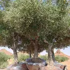 اشجار زيتون مثمر جميع المقاسات متوفر