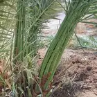 صقعي مجدول شرازيه