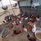 دجاج بلدي وفيومي