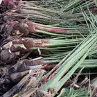 يوجد لدينا نخل عربي ونخل وشنطني