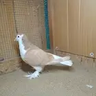 ذكر حمام لاهوري اصفر منتج