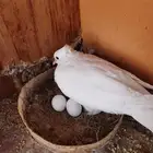 قماري