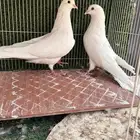 حمام قطيفي جوز