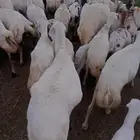 يوجد لدينا ضان رفيديات للبيع العدد 200راس مضاريع قرايب دفيع