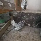 تم البيع جوز سبرايت شبابي بياض