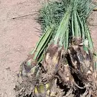 يوجد لدينا نخل عربي واشنطني وفروخ حيش