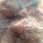 معلم النخل قشع