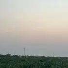 قصب اخضر لبيع