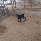 تيس داغور للبيع