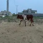 حسيل